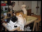 0054 attente du diner